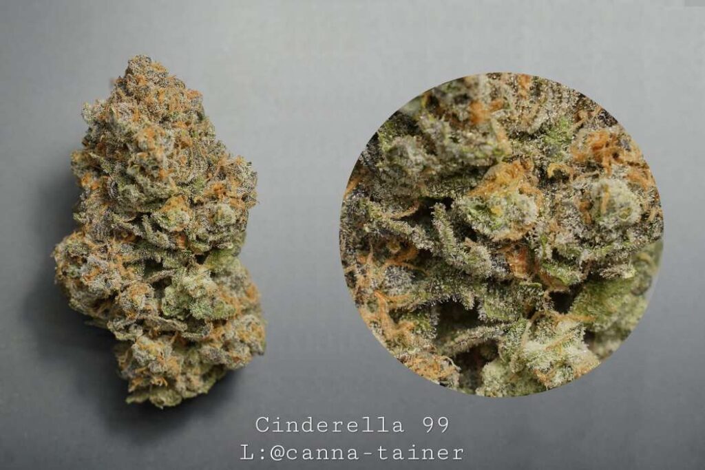 The Rise of cannabis container farm Cannabis Products