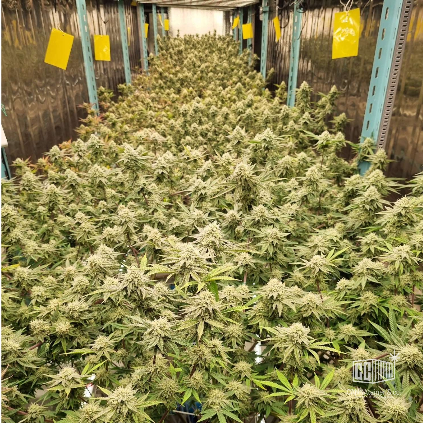 container for growing cannabis