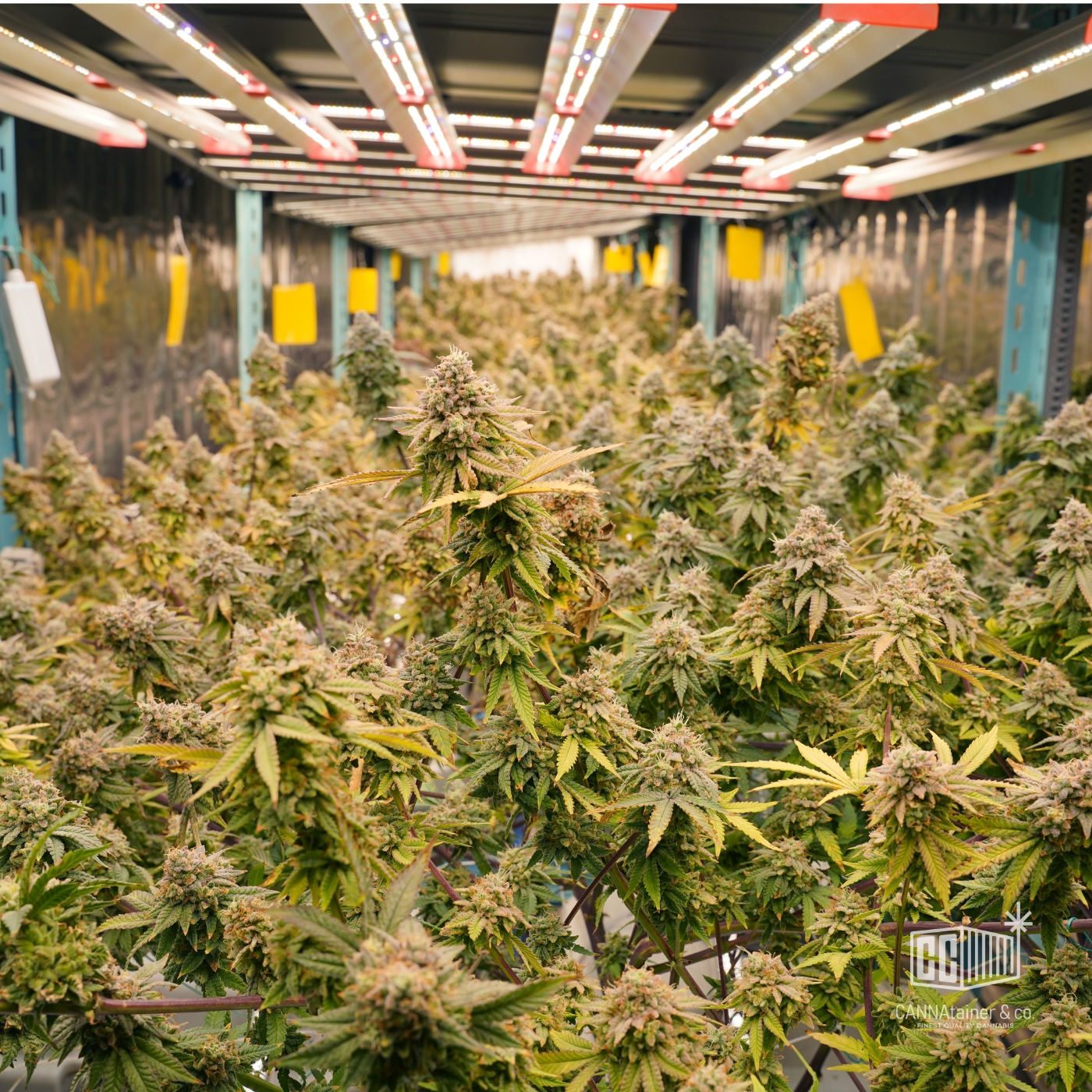 container for growing cannabis