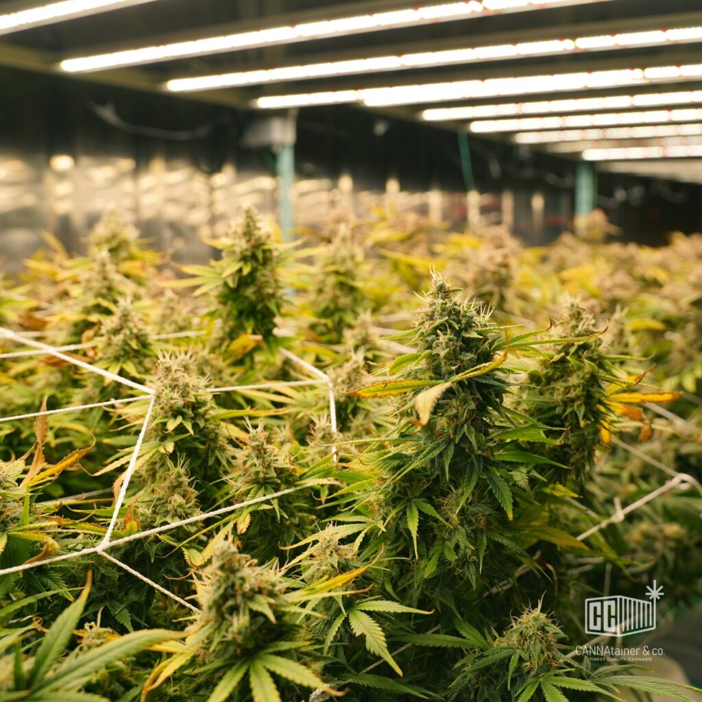 container for growing cannabis