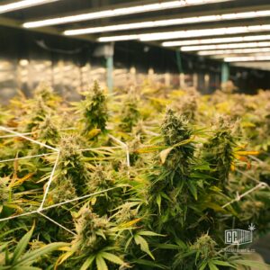 how to grow cannabis/marijuana in a container