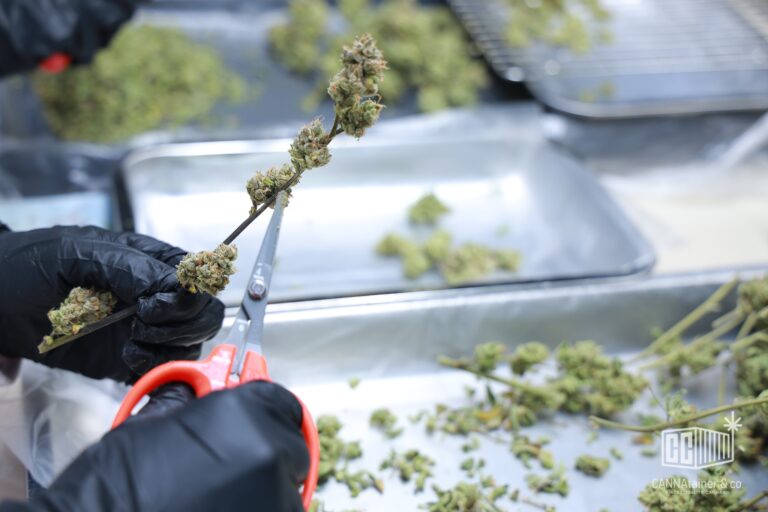 Cannatainer hand trimming cannabis