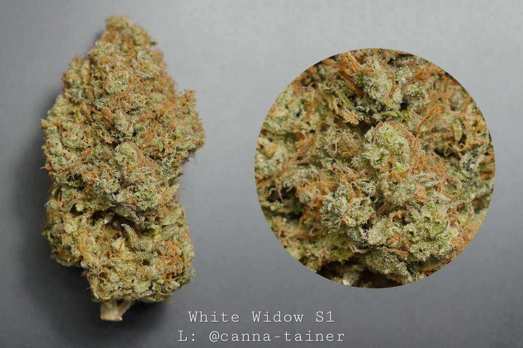 Premium Cannabis Products White Widow S1