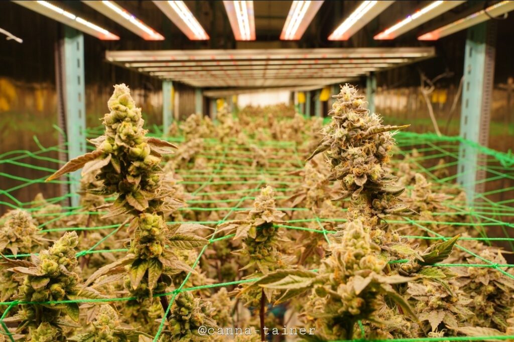 cannabis container farm