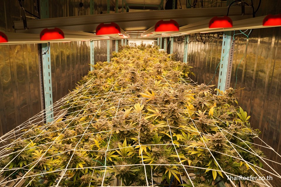 The ultimate guide to cannabis flower products: selecting your ideal cannabis container