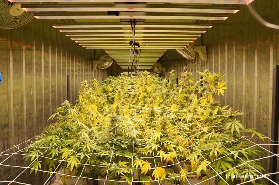 Exploring The Evolution Of Cannabis Containers With Cannatainer Thailand