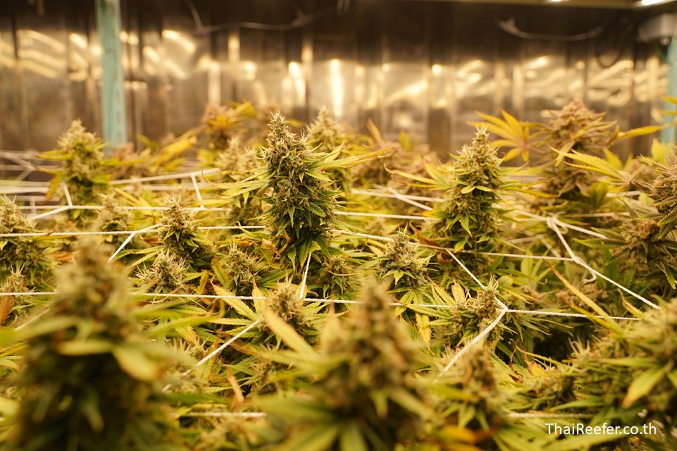 Grow Container Smart Farm Container