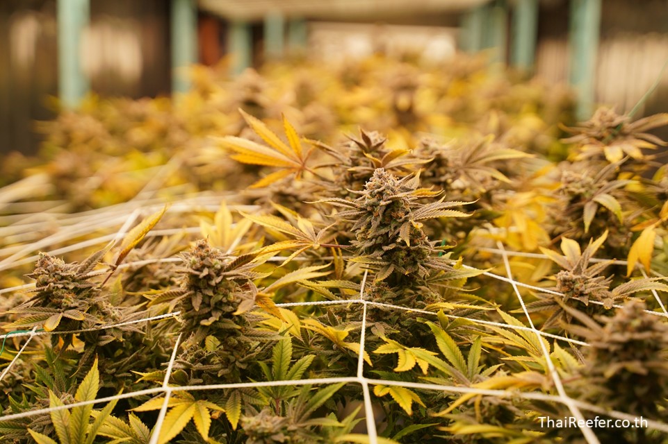 Grow Container Smart Farm Container