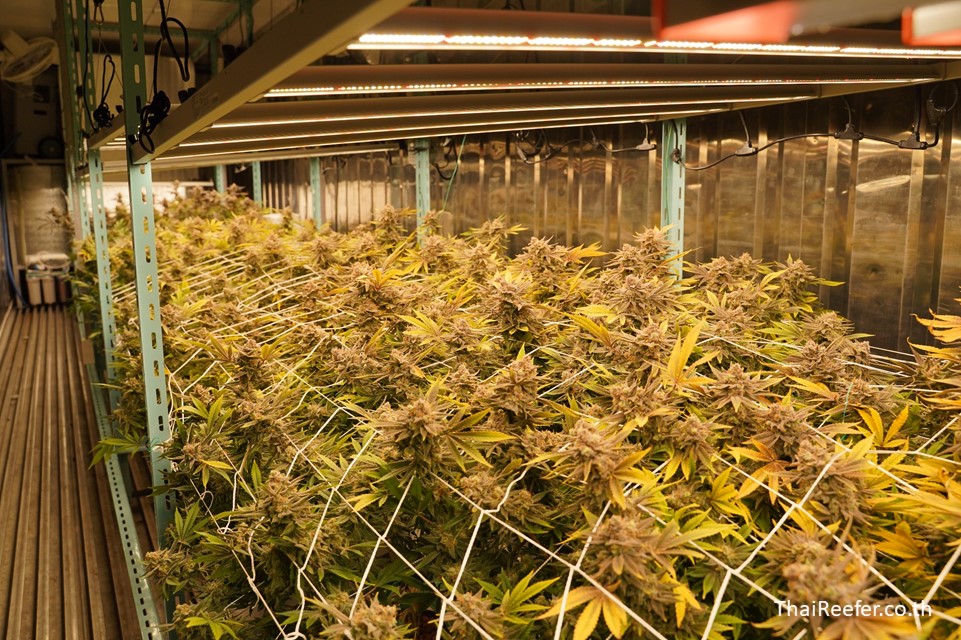 Cannabis Containers With Cannatainer Thailand