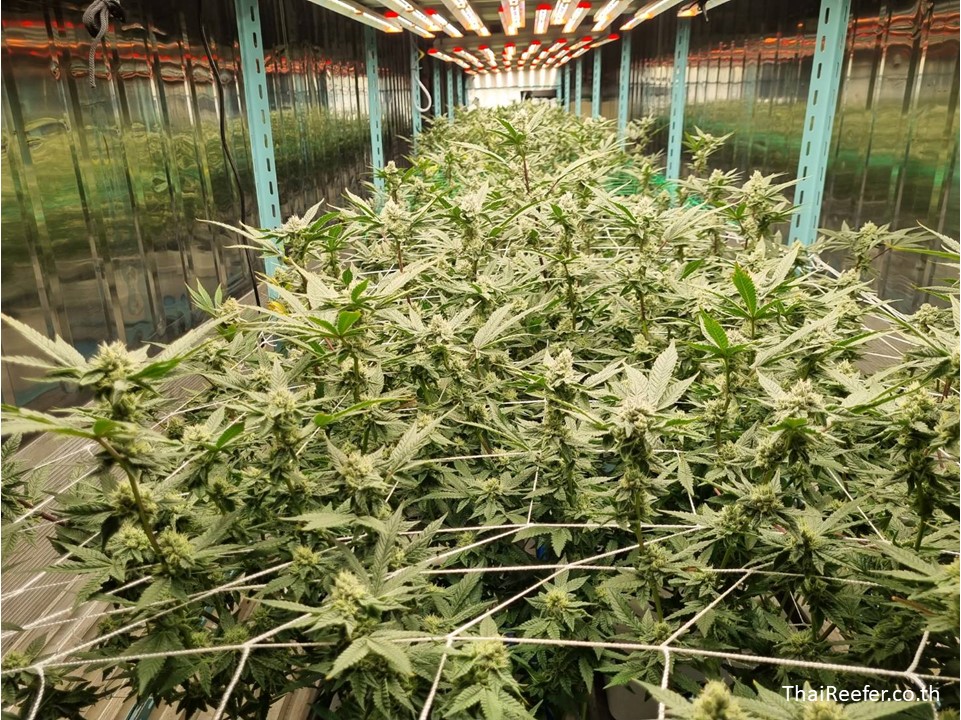 Grow Container Smart Farm Container