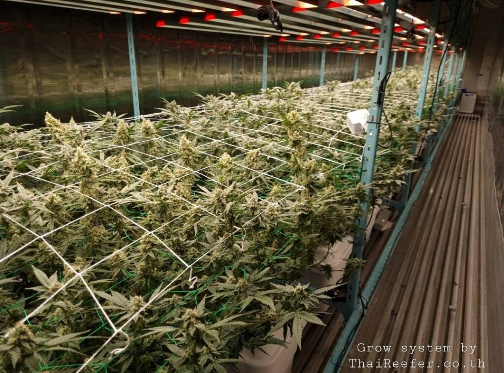 Grow Container Smart Farm Container