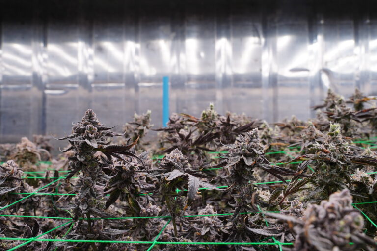 grow container