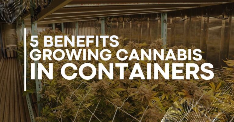 5-Benefits-of-Growing-Cannabis-in-Container