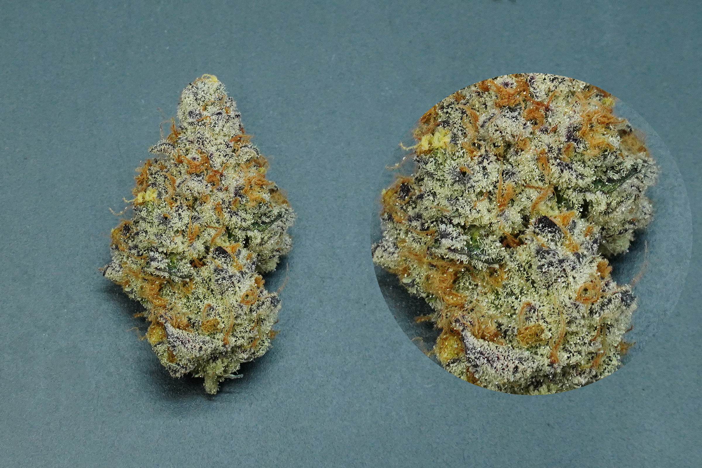 blood honey cannabis